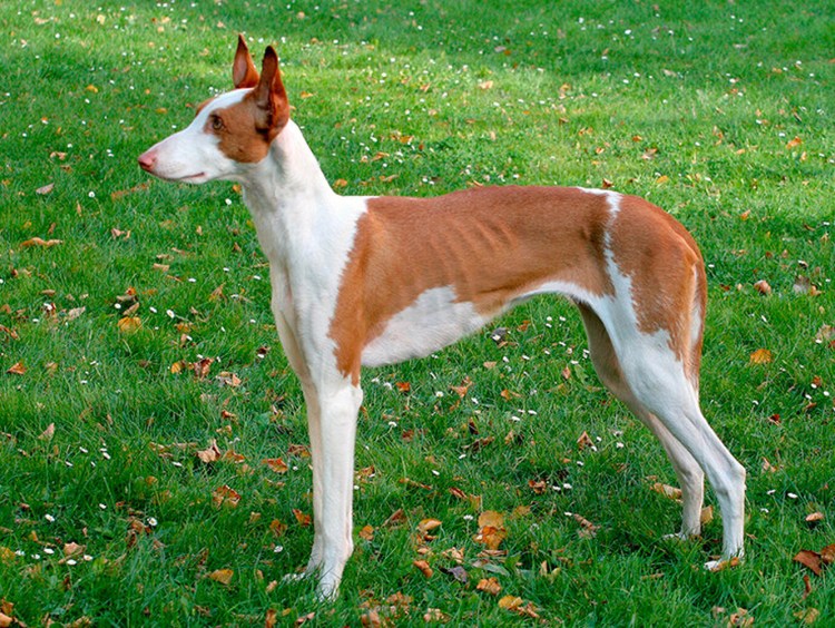 Поденко ибиценко порода