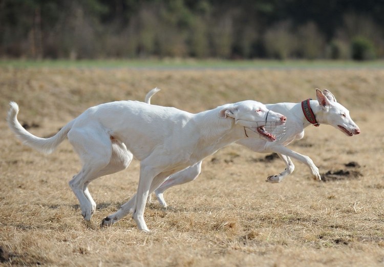 Борзая Поденко ибиценко