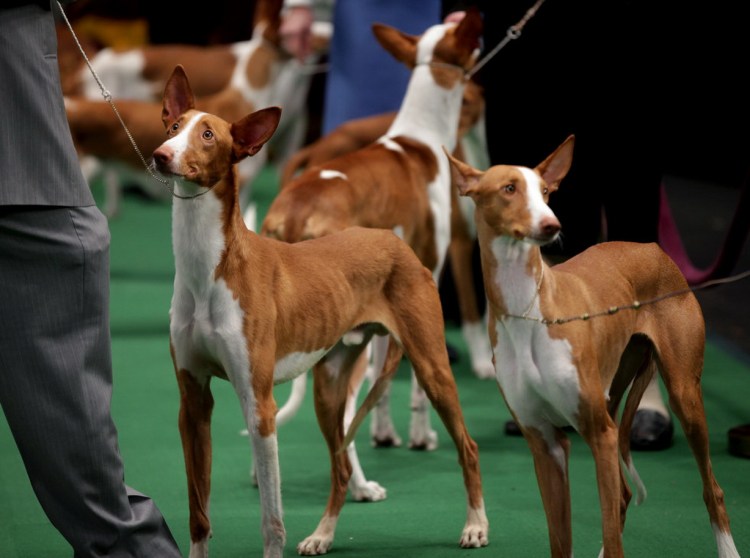 Ибица порода собак Поденко