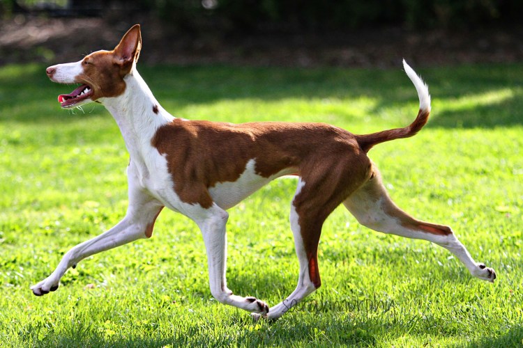 Поденко ибиценко метис