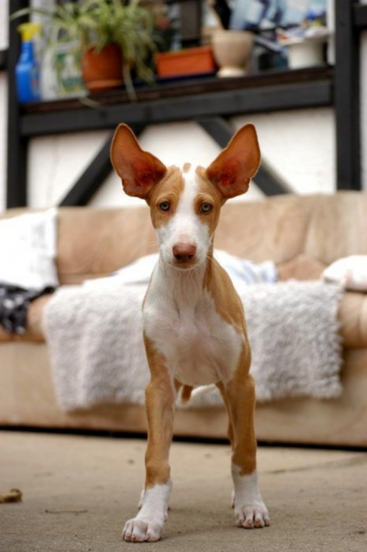 Дыбенко ибиценко порода