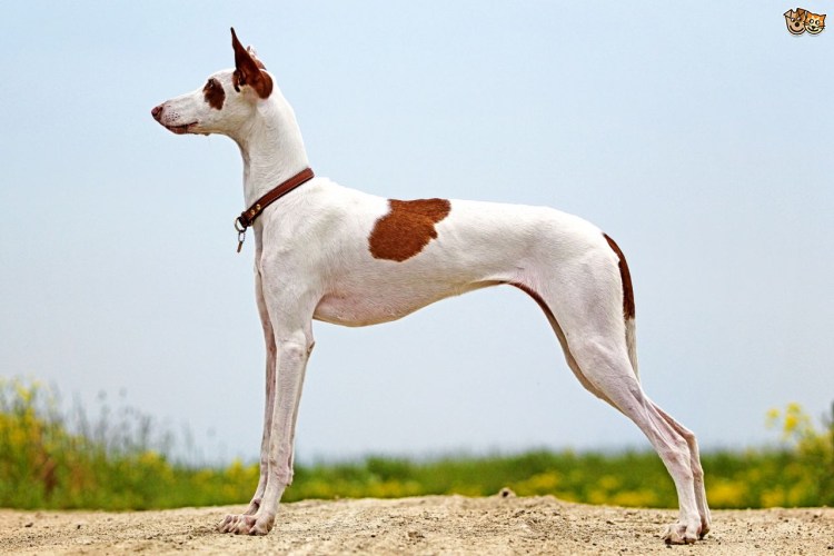 Поденко ибиценко длинношерстная