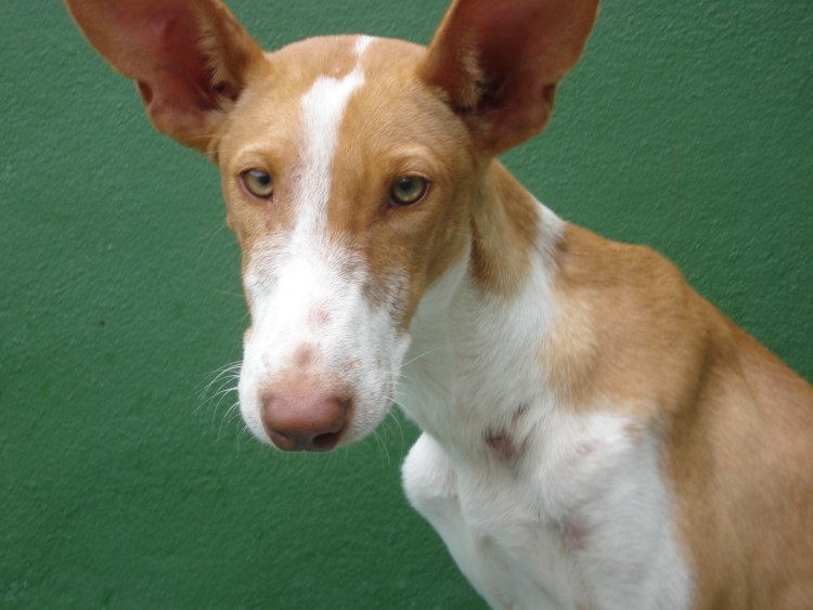 Борзая Ибица Поденко