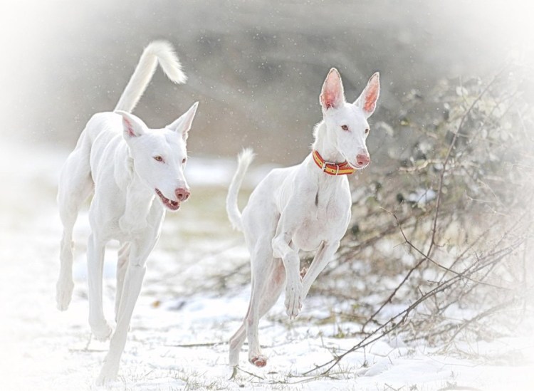 Поденко ибиценко и овчарки