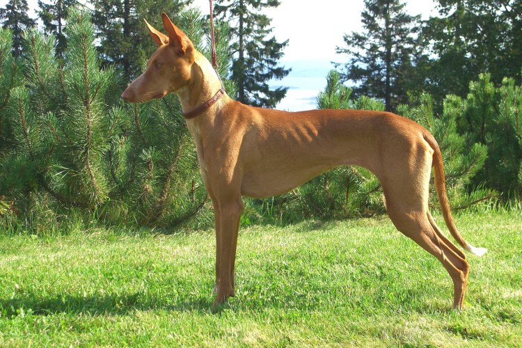 Поденко ибиценко жесткошерстный