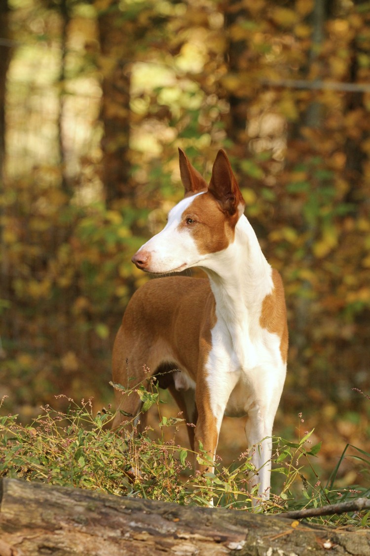 Канарская борзая Поденко Канарио