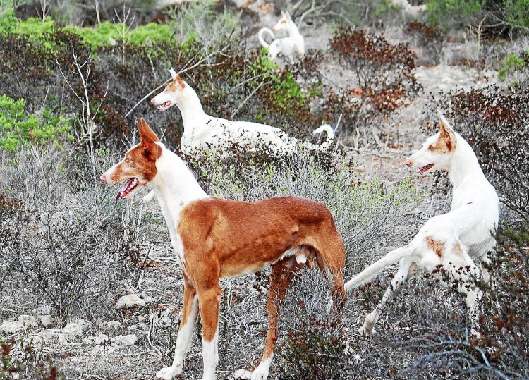 Поденко ибиценко порода