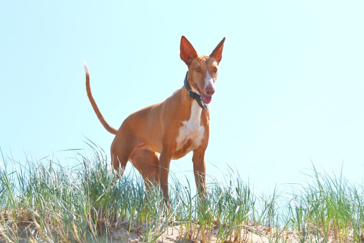 Поденко ибиценко белый