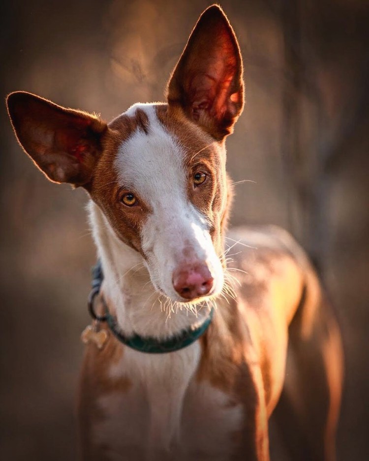 Поденко ибиценко порода