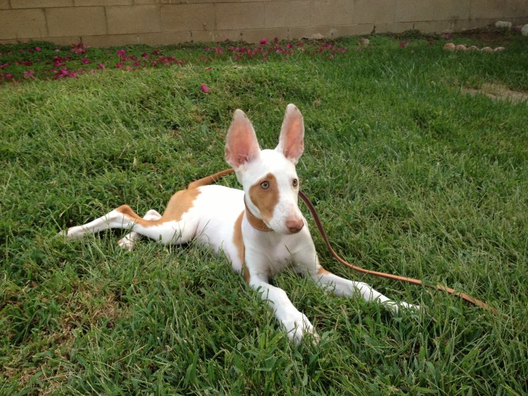 Поденко ибиценко порода и Левретка