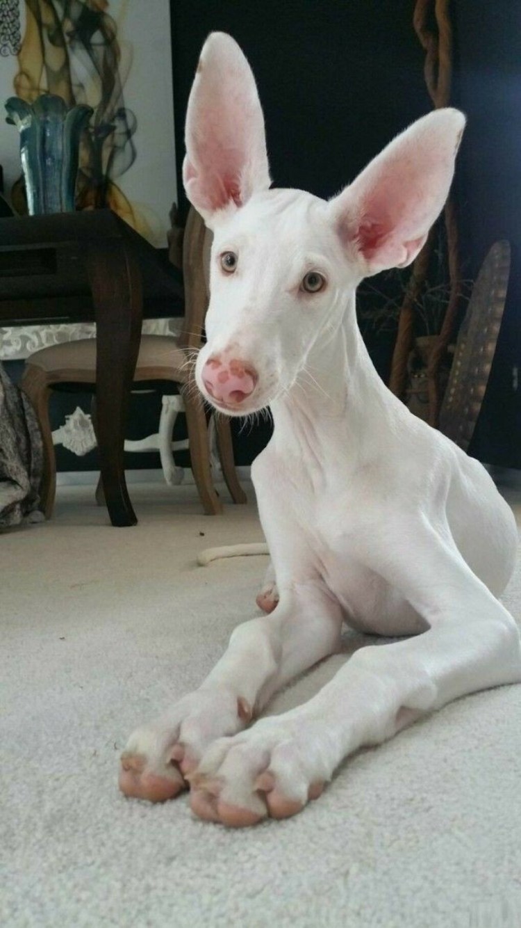 Поденко ибиценко