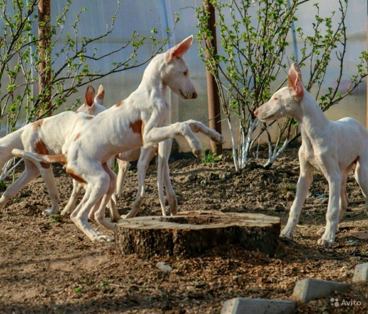 Лапы Поденко ибиценко