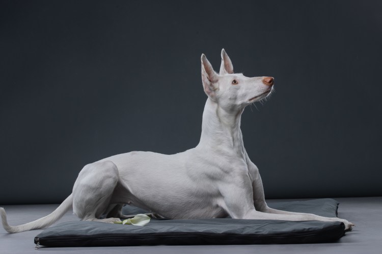 Поденко ибиценко