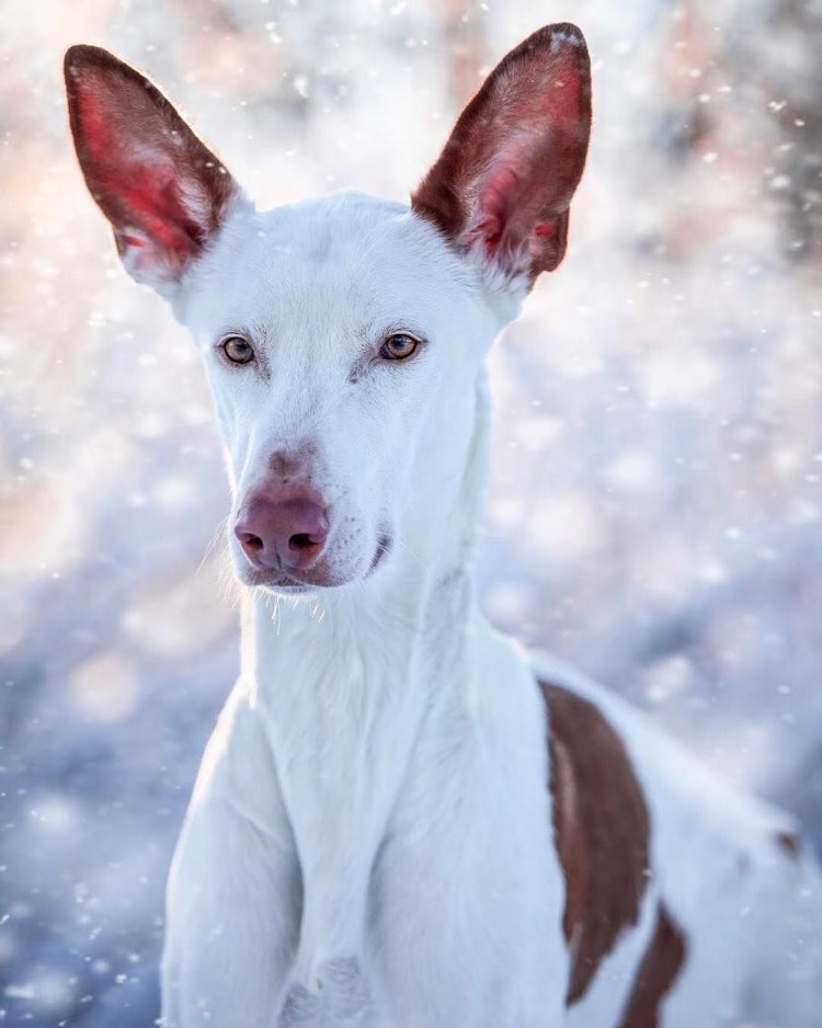 Поденко ибиценко альбинос