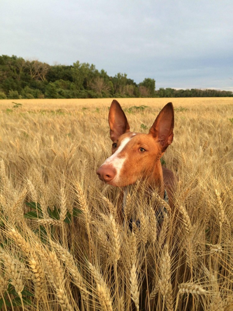 Ibizan Hound