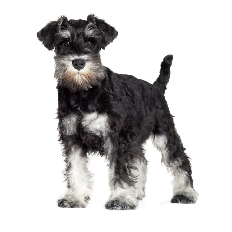 Шнауцер терьер