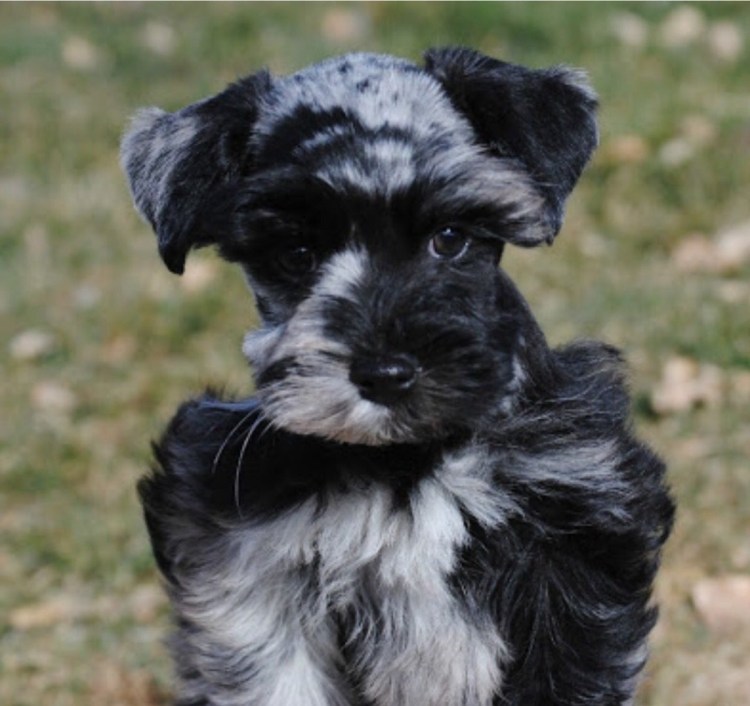 Мини шнауцер фото