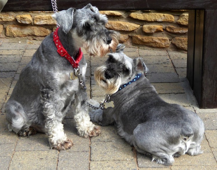 Цвергшнауцер терьер