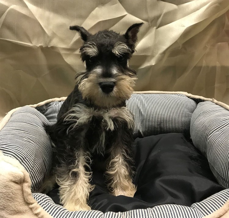 Миттельшнауцер в стойке