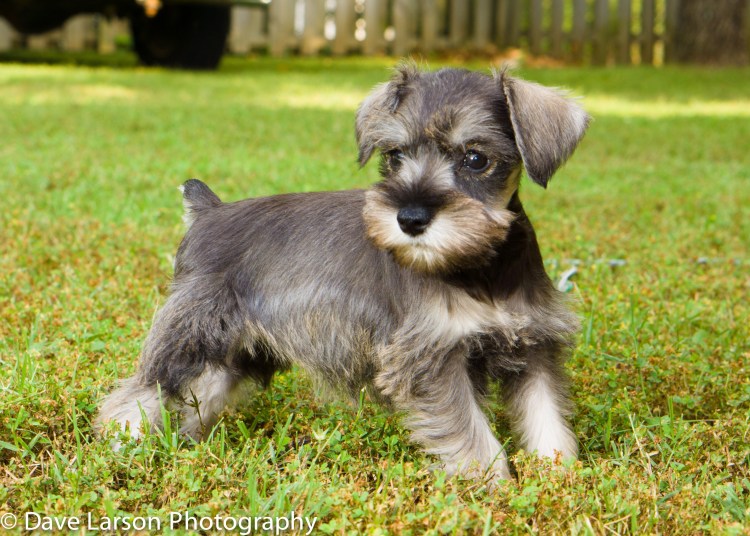 Австралийский микрококер шнауцер
