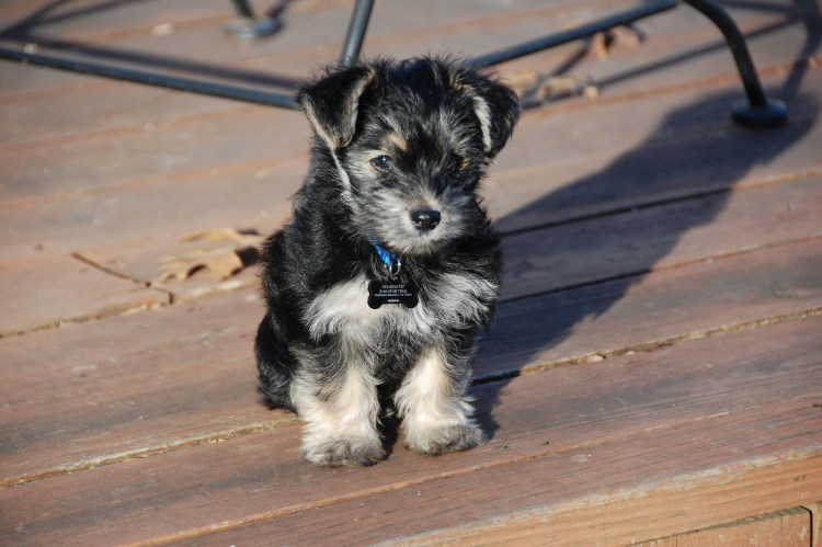 Микро шнауцер