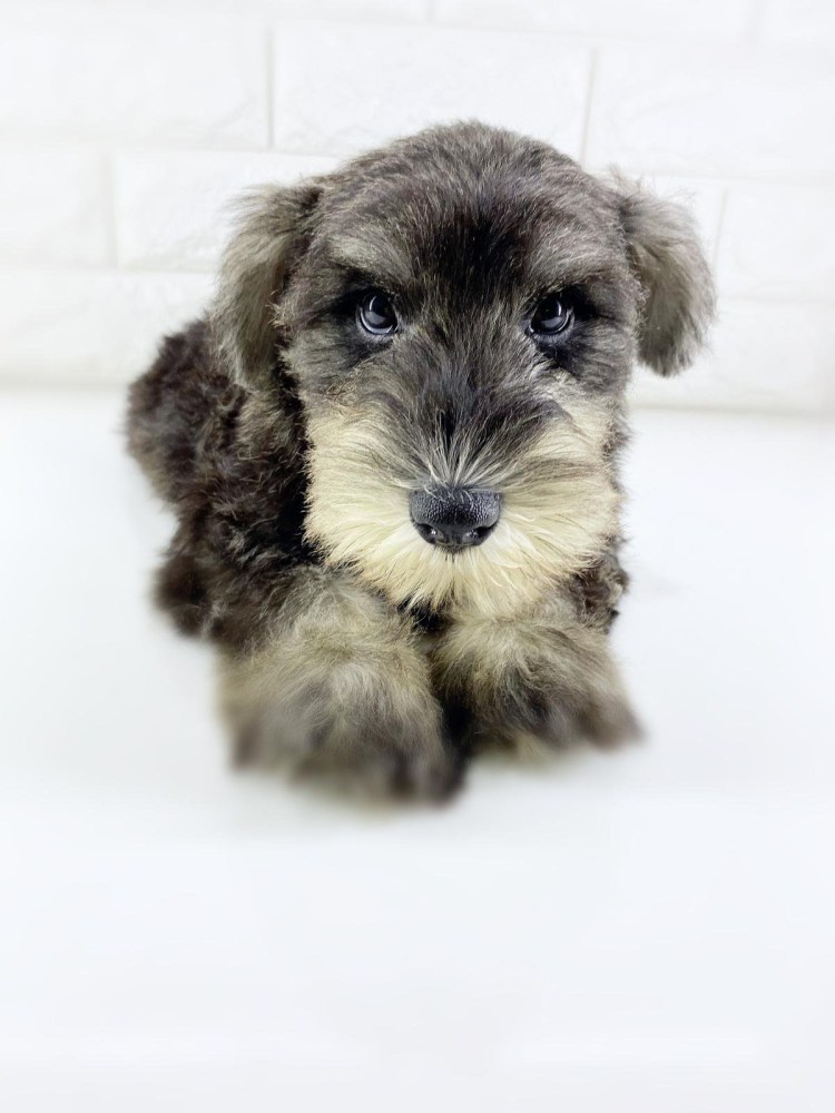 Кокер микро шнауцер фото