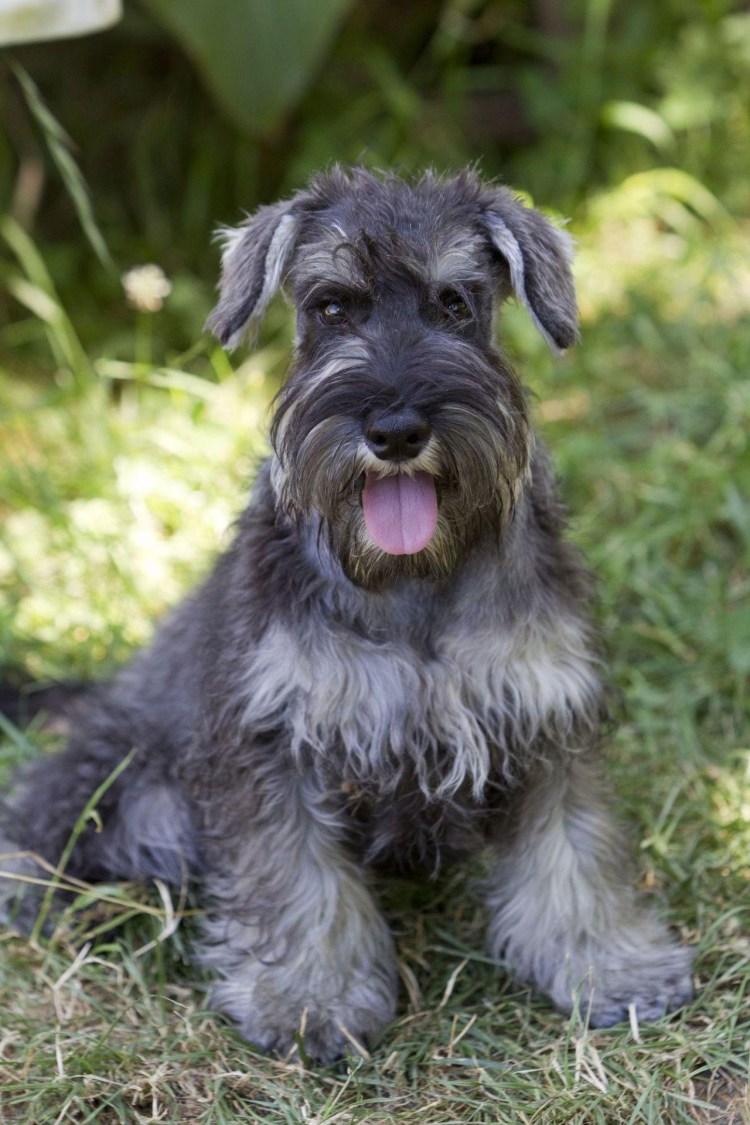 Мини кокер шнауцер