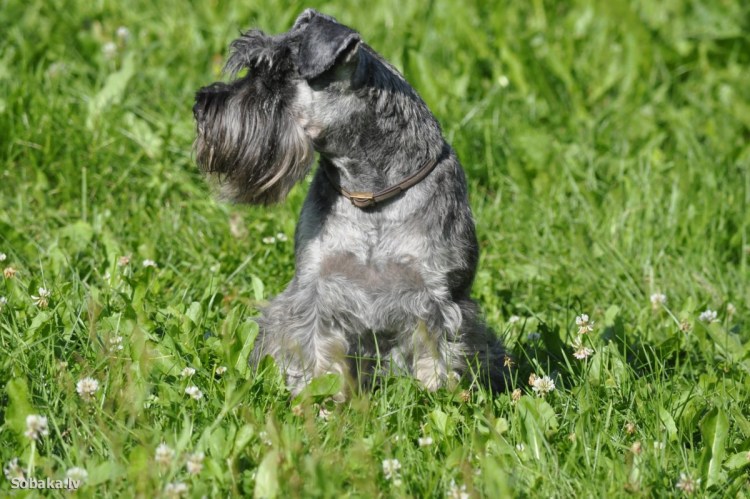 Мини кокер шнауцер