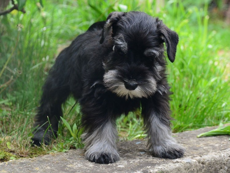 Цвингер шнауцер