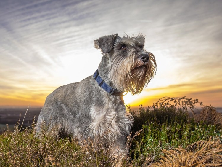 Цвергшнауцер и Йоркширский