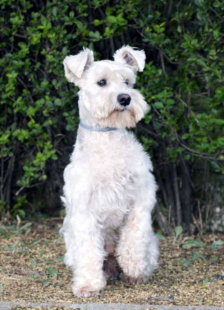 Микро шнауцер