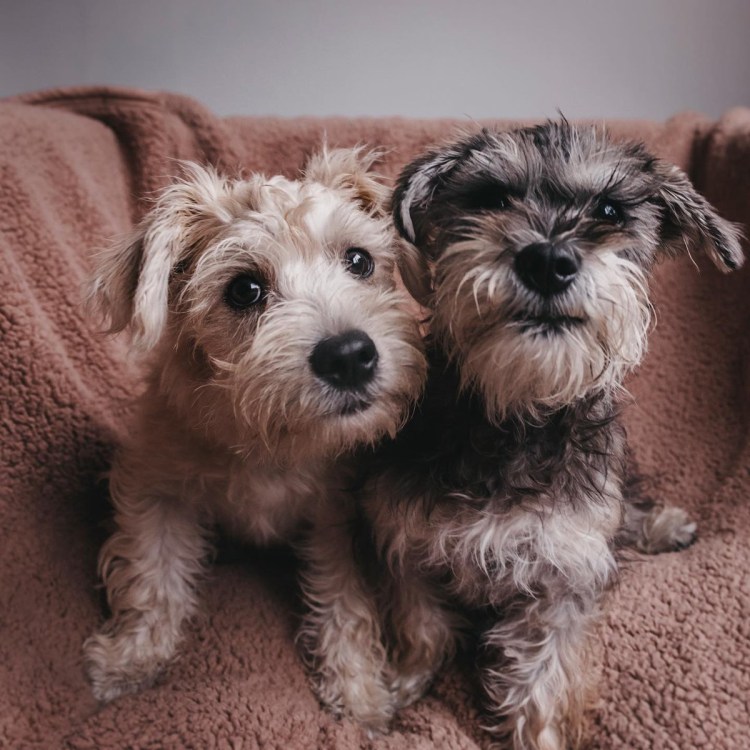 Цвергшнауцер терьер