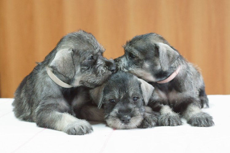 Метис миттельшнауцера