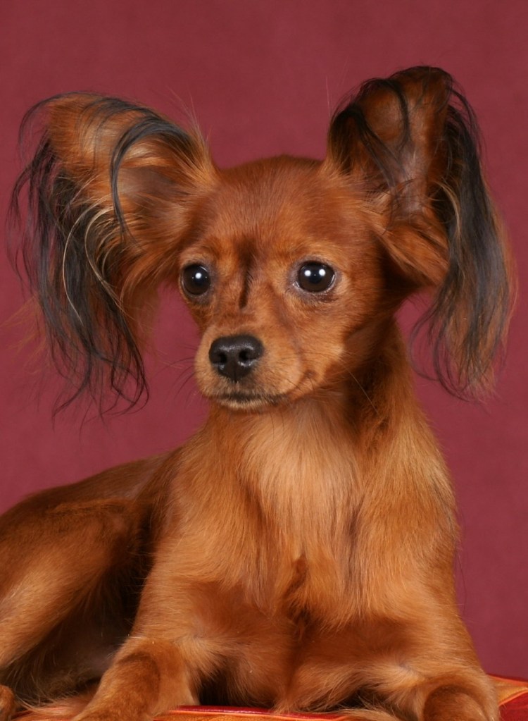 Московский длинношерстный тойтерьер