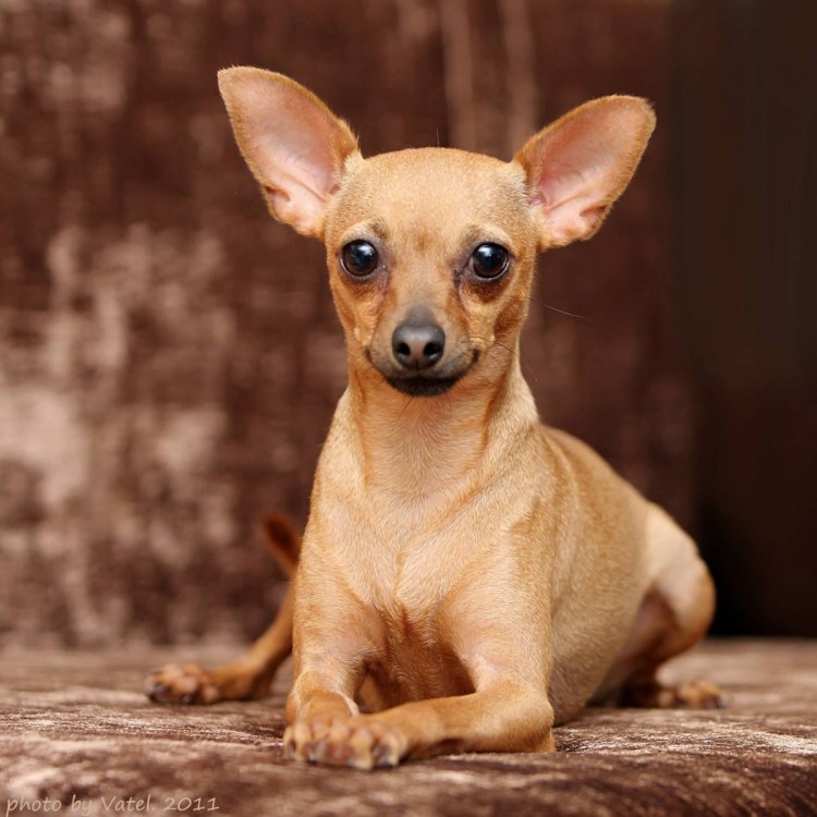 Пражский крысарик мини