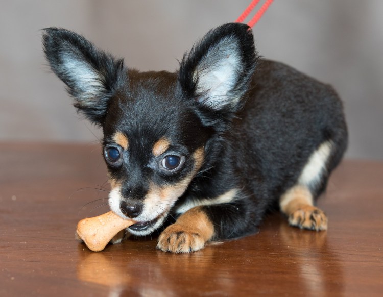 Русский той-терьер