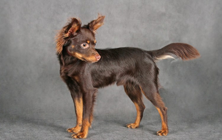 Русский той-терьер