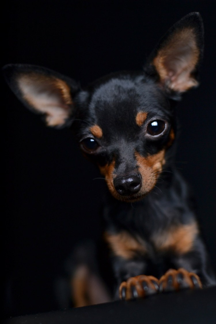 Породы собак тойтерьеры