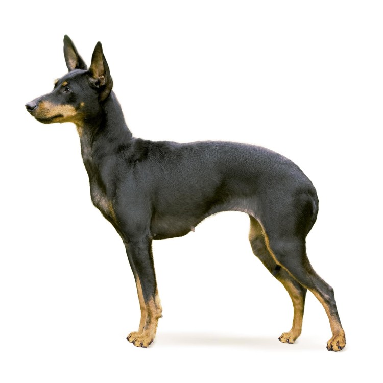 Американский той терьер