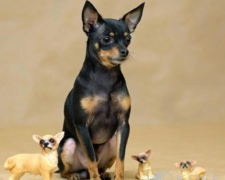 Русский той терьер стандарт