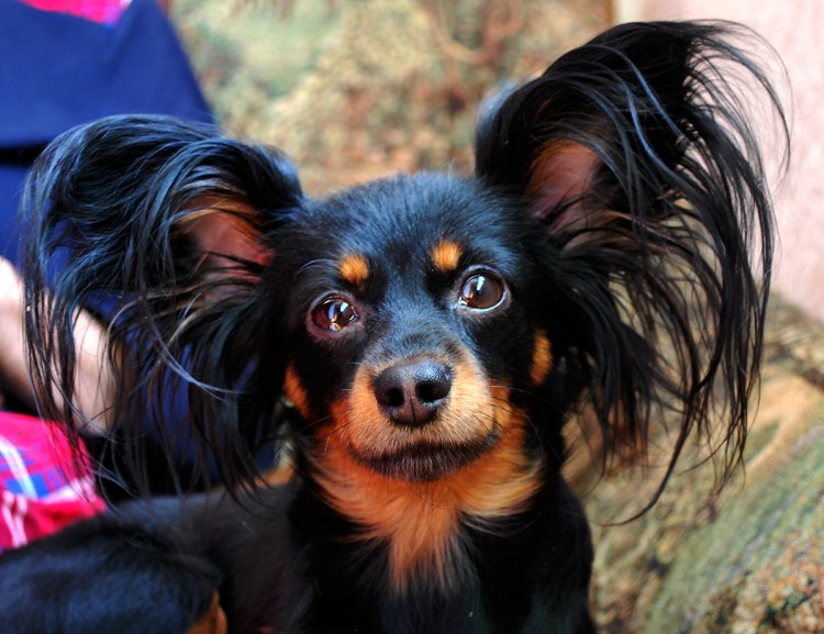 Собака русский той терьер