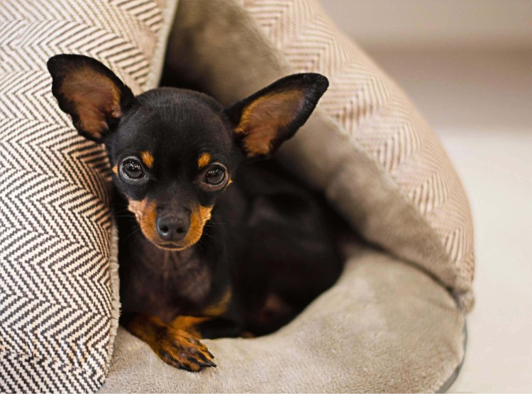 Тор терьер взрослый