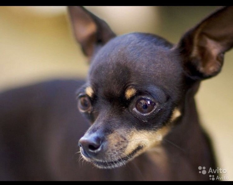 Пражский крысарик метис