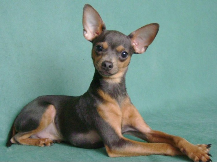 Русский той-терьер короткошерстный