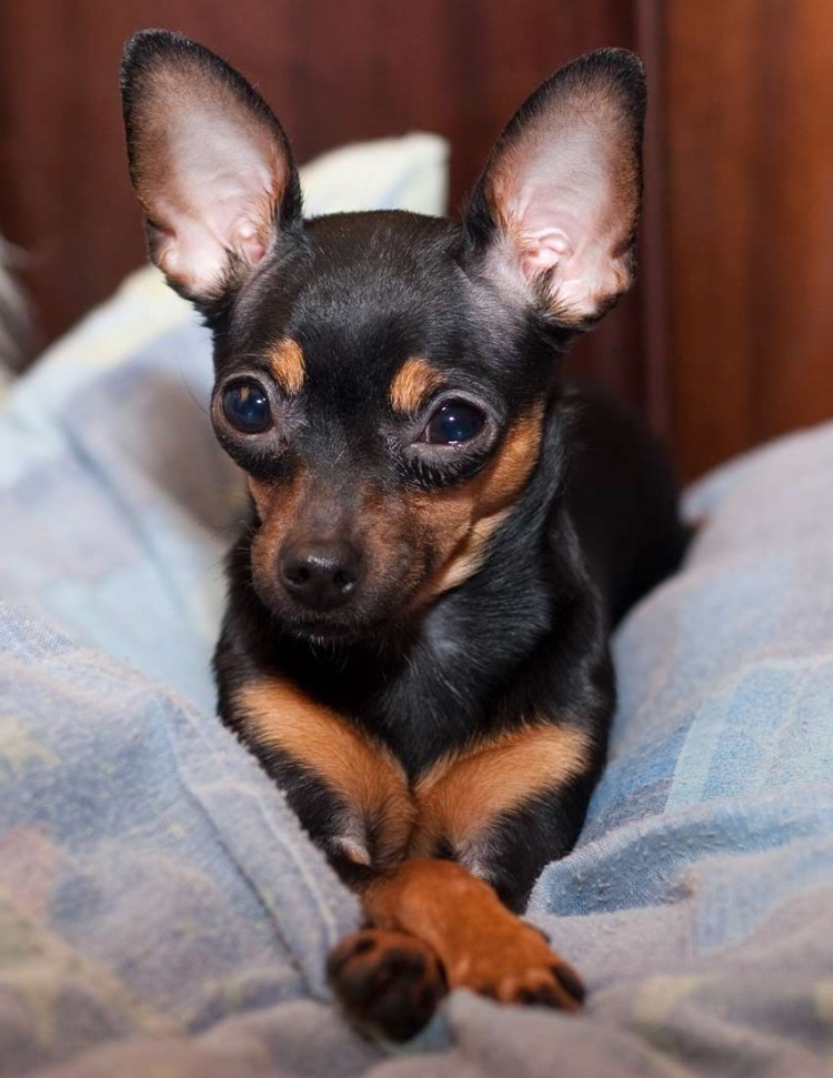 Собака русский той терьер