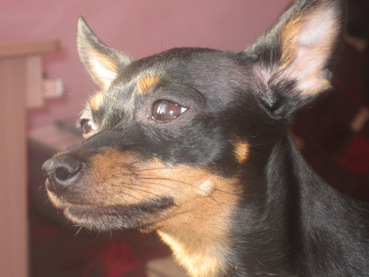 Той терьер длинношерстный