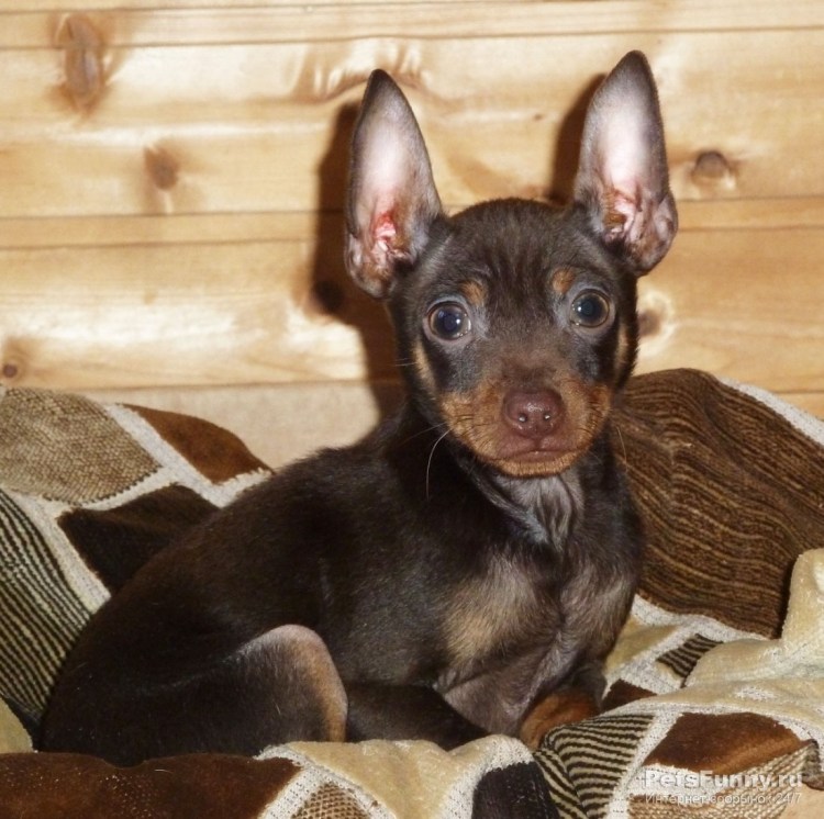 Тойтерьеры короткошерстная