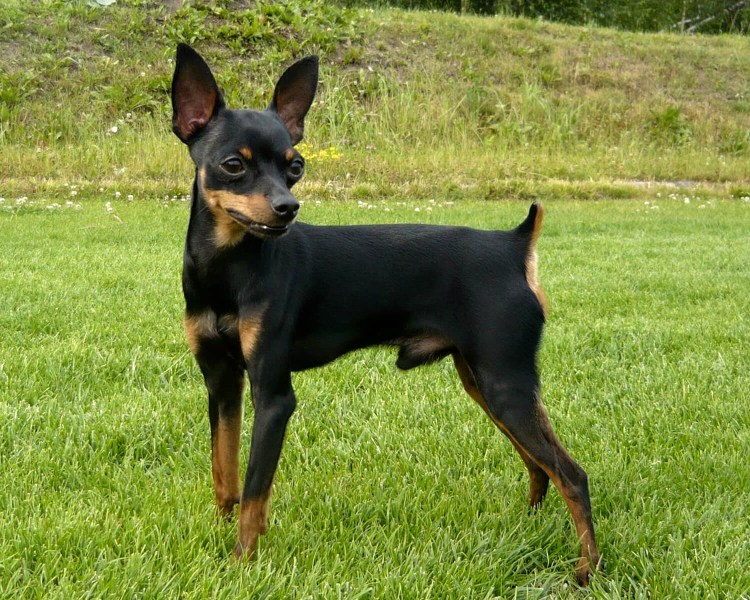 Пражский крысарик