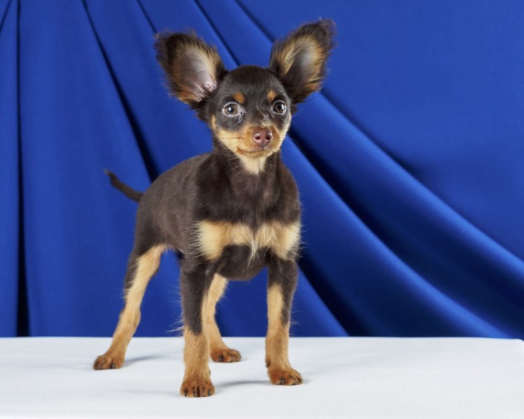 Собака русский той терьер