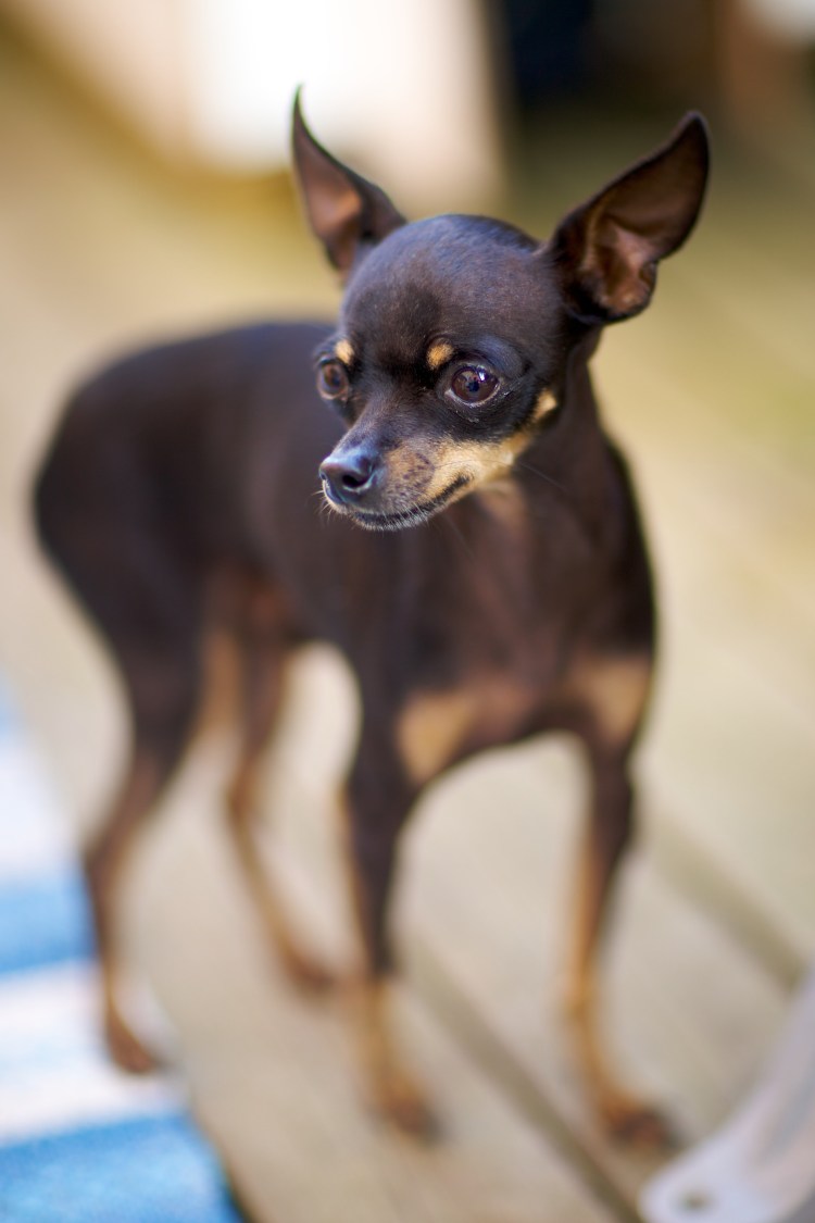 Порода собак той терьер